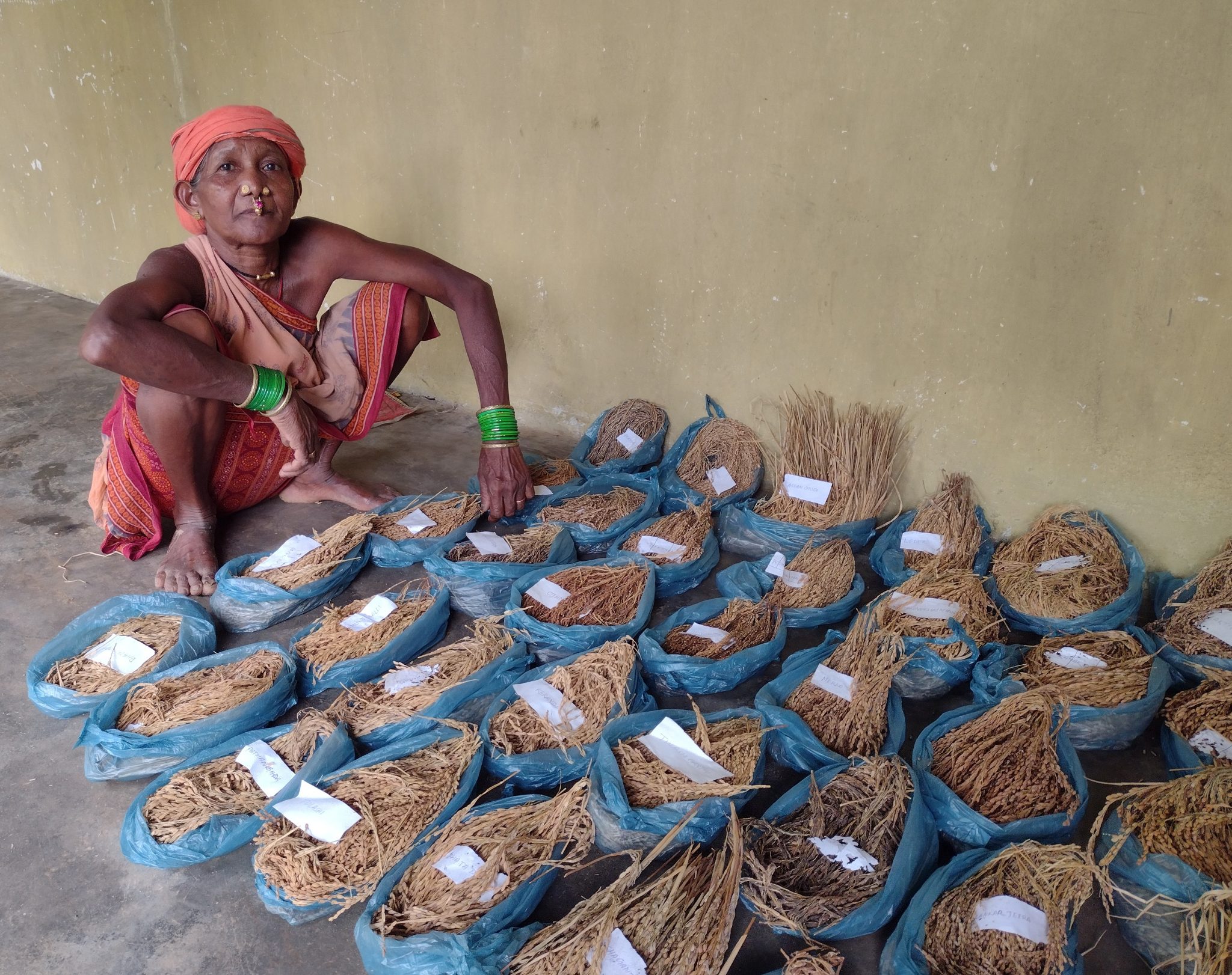 More than 70 landraces of paddy varieties have been conserved by Tulasa