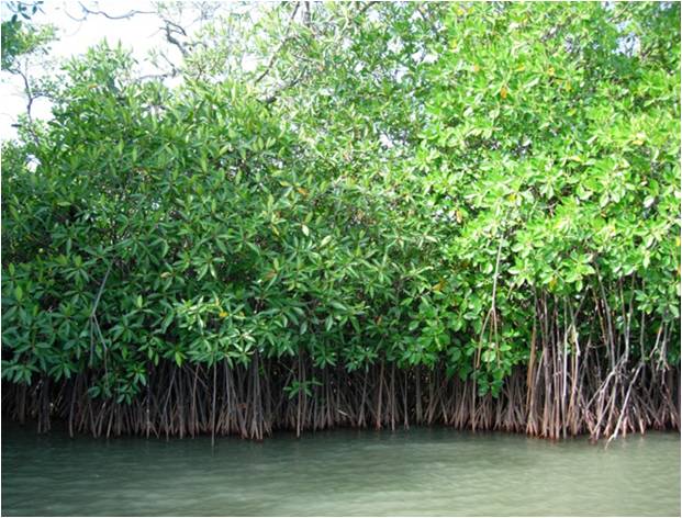 Unexplored mangrove soils harbour novel microbial groups with multiple functions