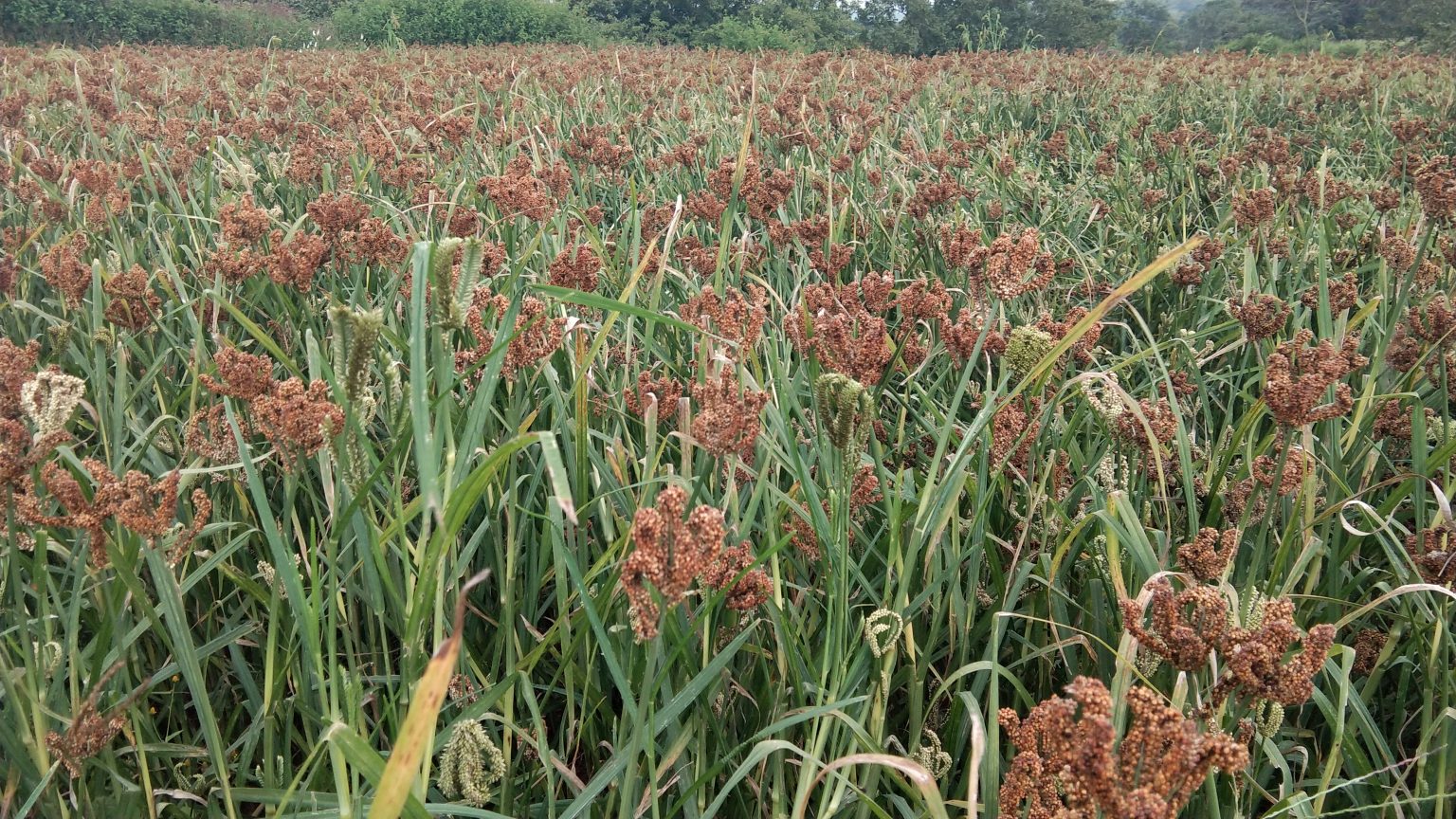 Beneficial bacteria for sustainable crop production in smallholder agroecosystems