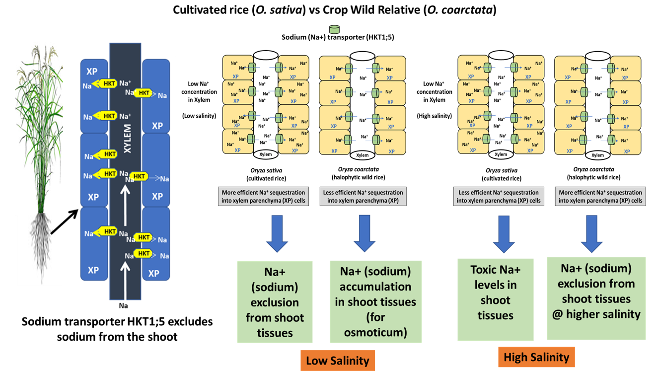 Adaptive traits for salinity tolerance in coastal rice landraces and halophytic rice wild relative