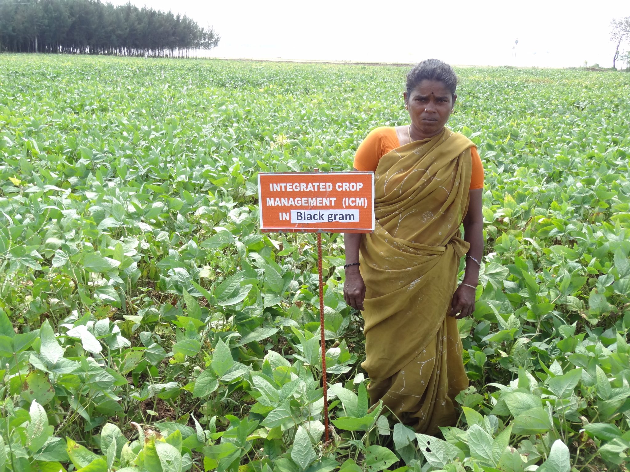 Promoting Pulses for Sustainable Food Systems