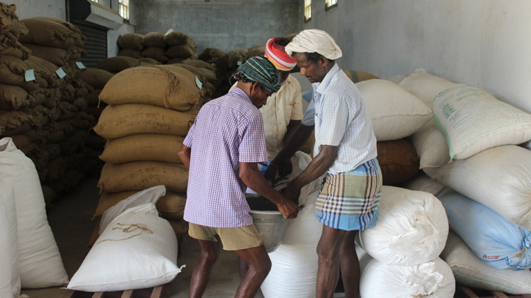 Better income for black gram farmers