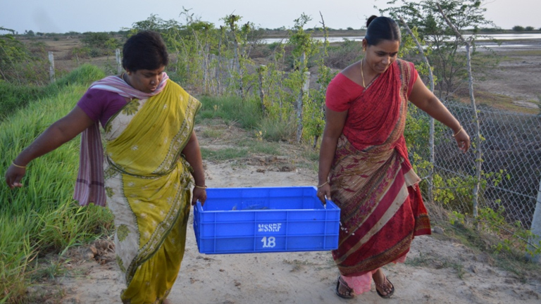 Empowering coastal rural women through fish culture