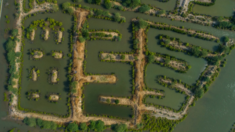 Integrated mangroves fishing is the best model to mitigate climate change impact in coastal areas