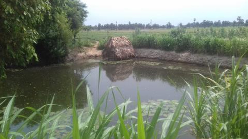 Integrated Fishing Farming System gaining momentum in coastal regions of Tamil Nadu