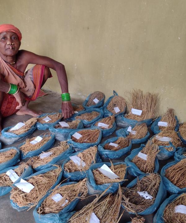 More than 70 landraces of paddy varieties have been conserved by Tulasa