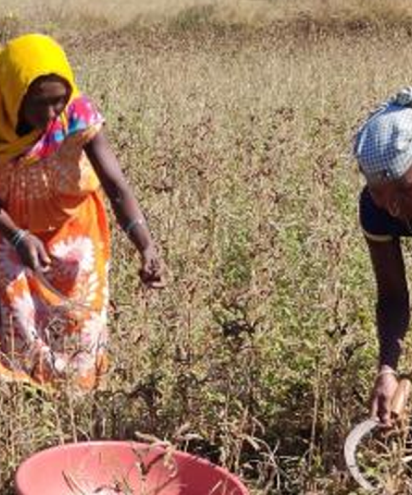 Story 2 – Use of improved practices and seeds in Fingermillet