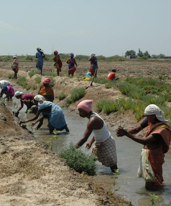 Restoring mangroves ecosystems