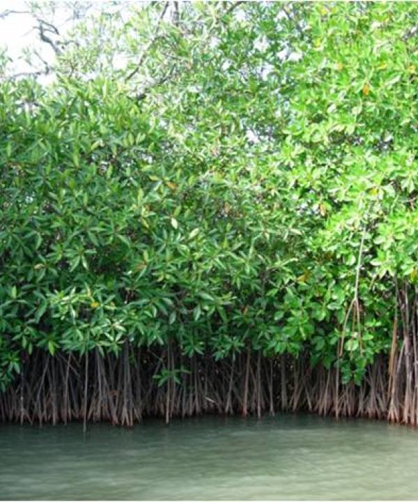 Unexplored mangrove soils harbour novel microbial groups with multiple functions