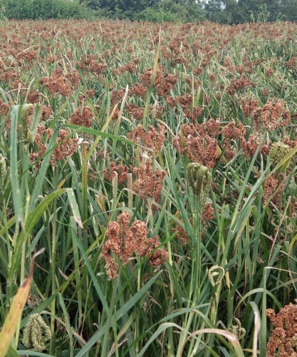 Beneficial bacteria for sustainable crop production in smallholder agroecosystems
