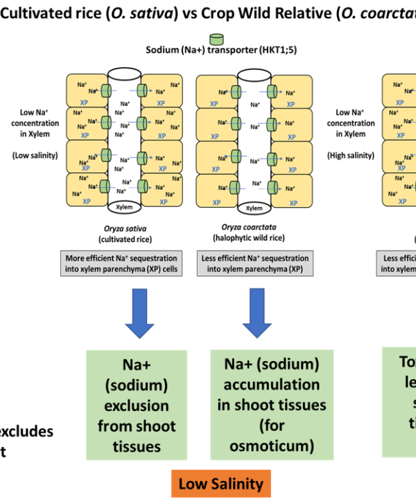 Adaptive traits for salinity tolerance in coastal rice landraces and halophytic rice wild relative