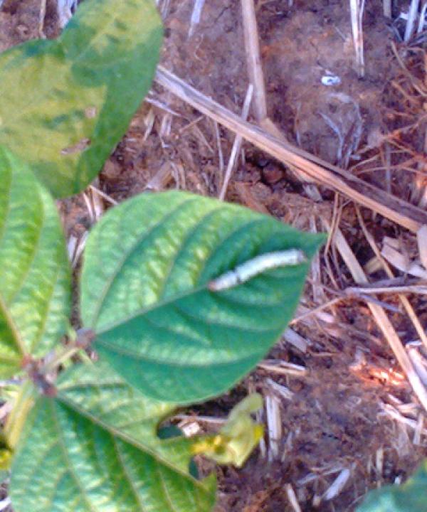 Timely intervention saves green gram from pod borer