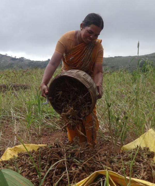 Enhancing conservation and use of nutritious and underutilised millets in family farms