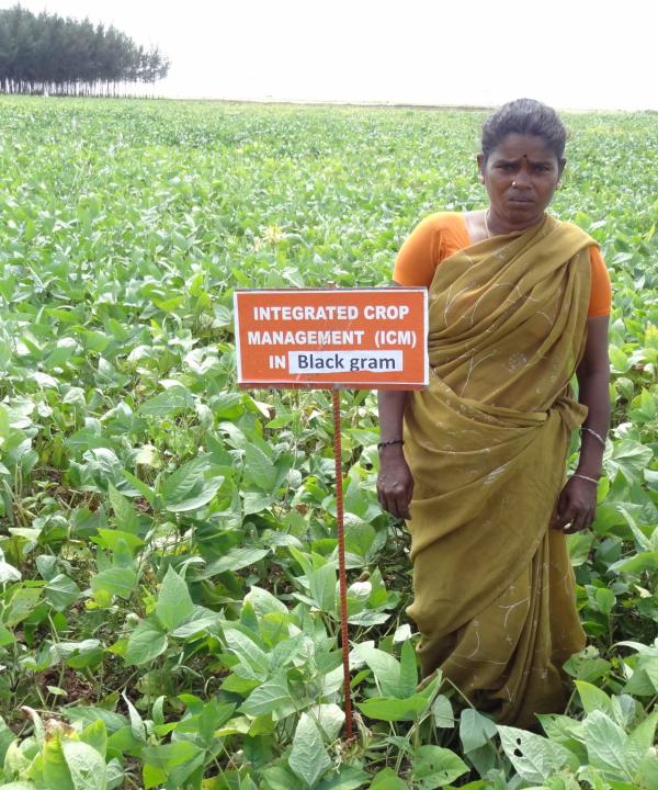 Promoting Pulses for Sustainable Food Systems