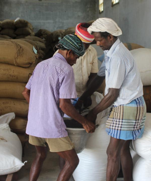 Better income for black gram farmers