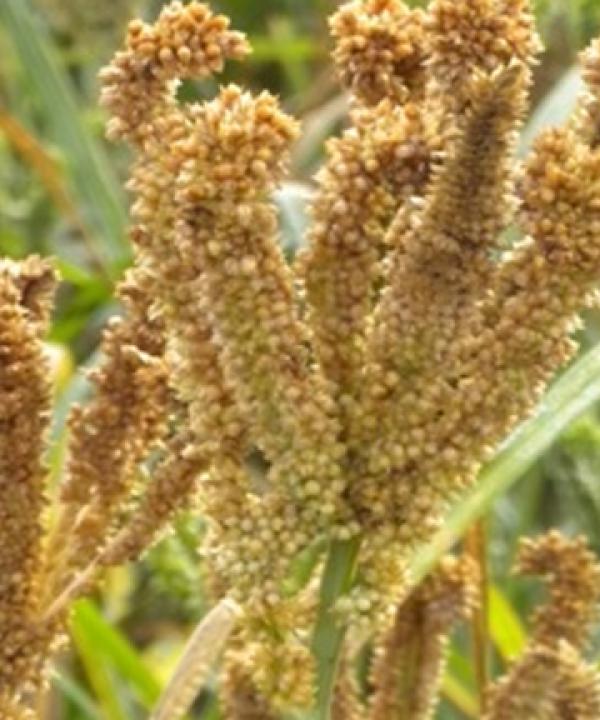 This farmer producer company is saving the vanishing millet diversity