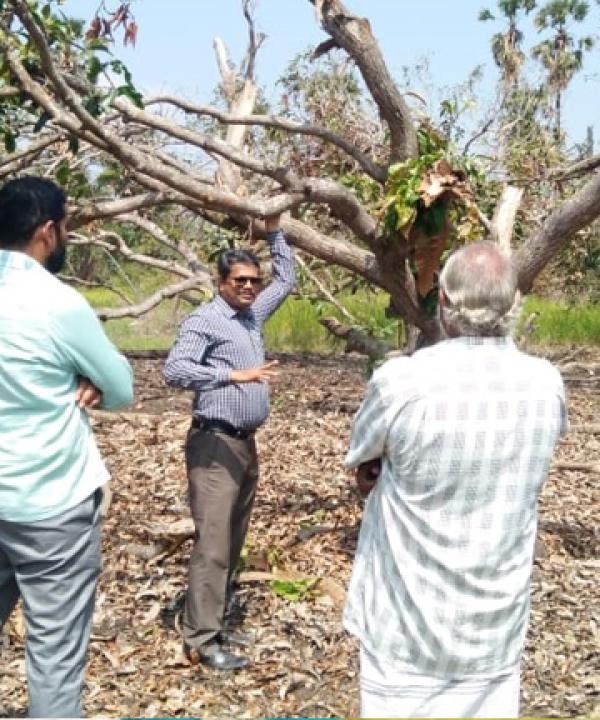 Agronomic rehabilitation measures of ‘Gaja’ affected regions in Nagapattinam and Thanjavur Districts
