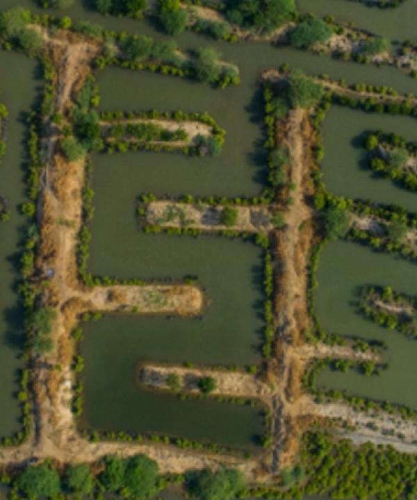 Integrated mangroves fishing is the best model to mitigate climate change impact in coastal areas