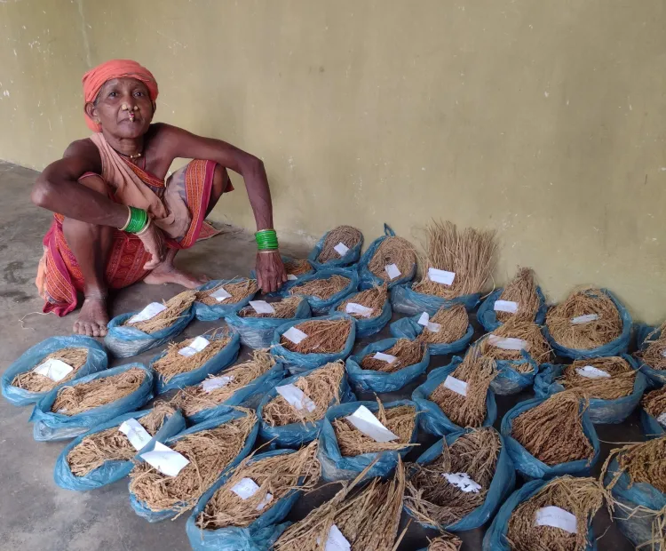 More than 70 landraces of paddy varieties have been conserved by Tulasa