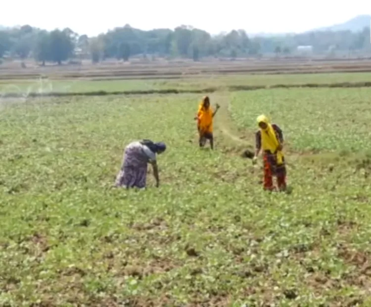 Empowering Women: Farming Emerges 