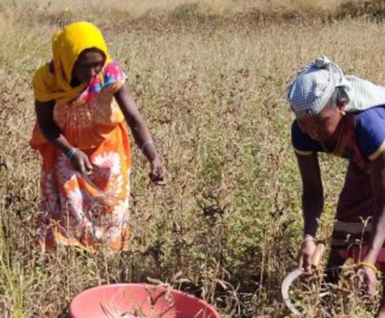 Story 2 – Use of improved practices and seeds in Fingermillet