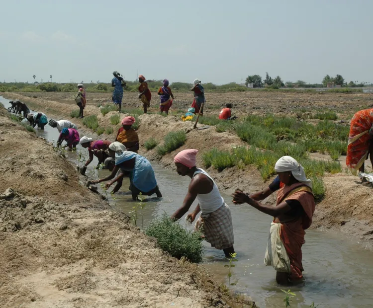 Restoring mangroves ecosystems