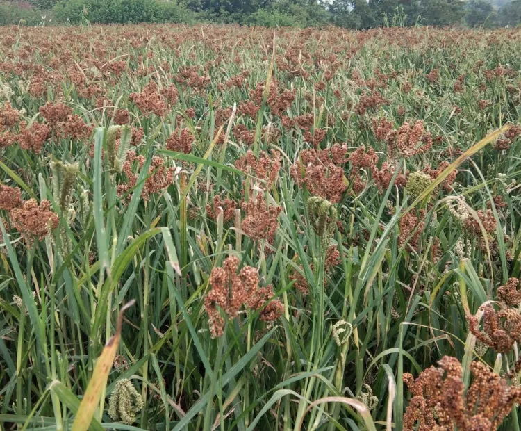 Beneficial bacteria for sustainable crop production in smallholder agroecosystems