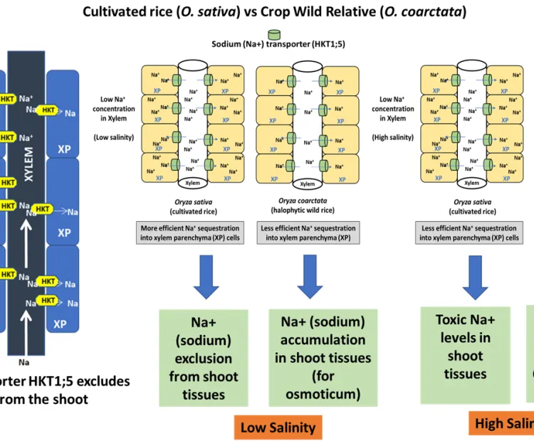 Adaptive traits for salinity tolerance in coastal rice landraces and halophytic rice wild relative