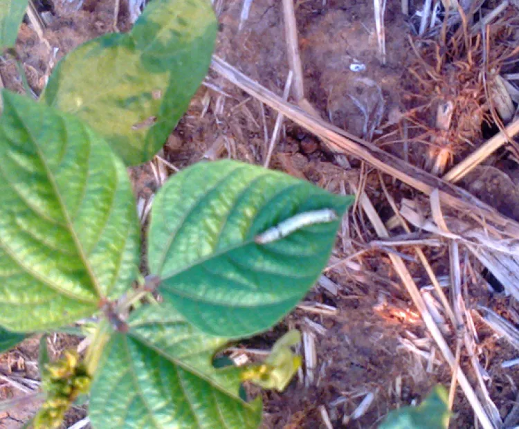 Timely intervention saves green gram from pod borer
