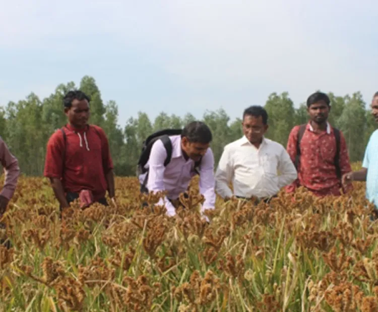 For improved seeds through participatory seed system delivery
