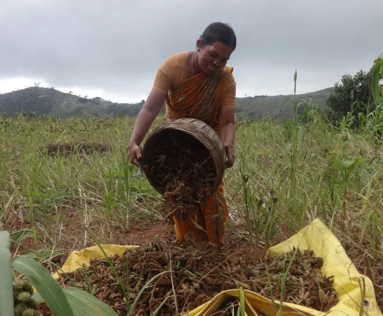 Enhancing conservation and use of nutritious and underutilised millets in family farms