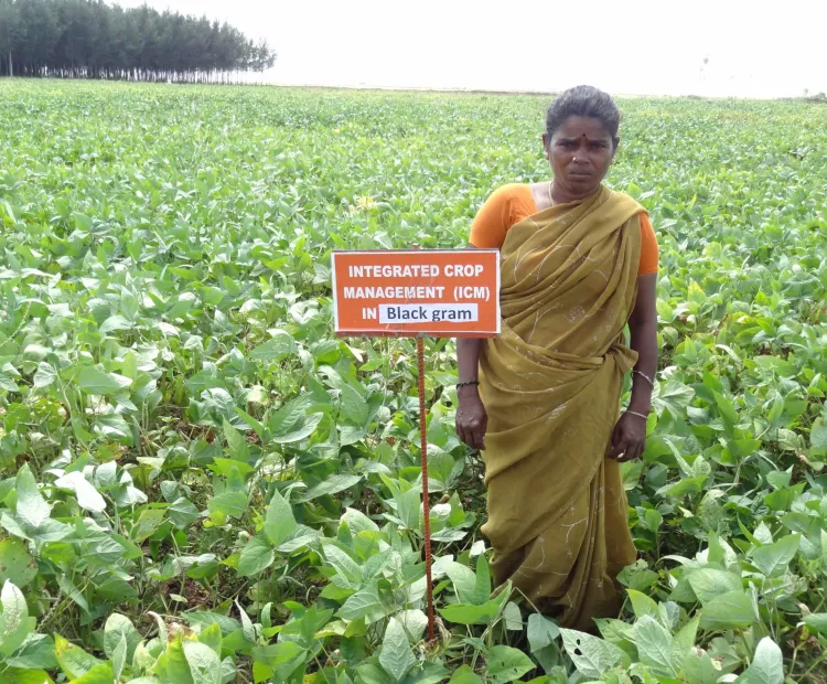 Promoting Pulses for Sustainable Food Systems