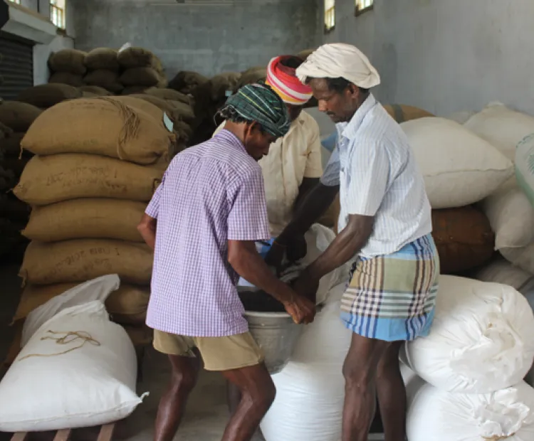 Better income for black gram farmers
