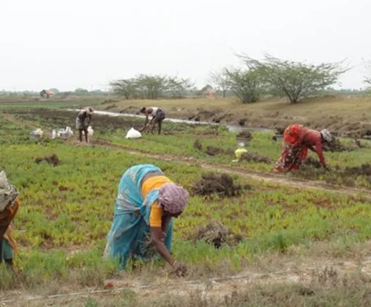 MSSRF completes mangrove restoration work in three states