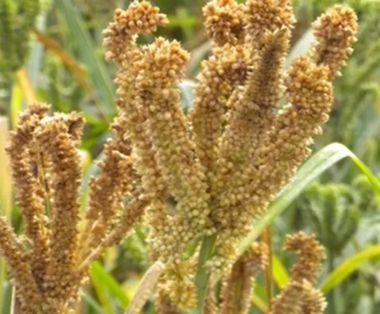This farmer producer company is saving the vanishing millet diversity
