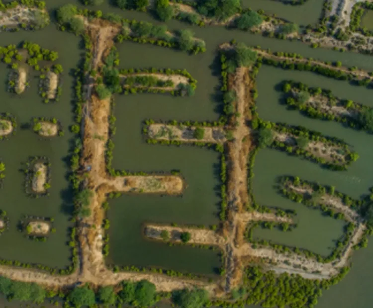 Integrated mangroves fishing is the best model to mitigate climate change impact in coastal areas