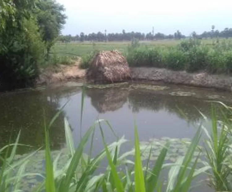 Integrated Fishing Farming System gaining momentum in coastal regions of Tamil Nadu